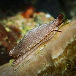 Hiatavolva depressa